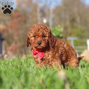 Cash, Cavapoo Puppy
